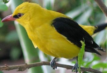 Mast ayol oz xojayini emas (porno) Shakli ayol